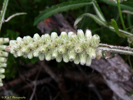 {Pterocaulon pycnostachyum}